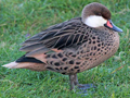 White-cheeked Pintail